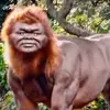 bara.kong.dalaga