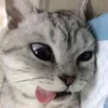 cattoscorner
