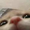 hnchi_