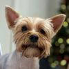 funtikcherrydog