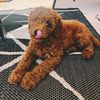 mooseythedoodle