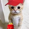 littlesharky7