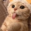 kittypea153