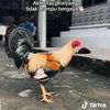 bsksigit46_07