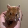 Hamstersyrian