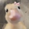 riptomycatmia