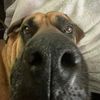 wyatt_pretzel