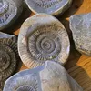 Perry's Fossils