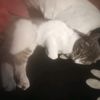 gato_insano477