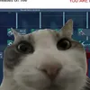 mrtefexd