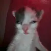 vsfdkkkk5
