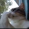 l_vvs6