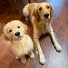 harperandtaterthegoldens