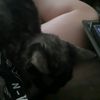 i.like.cats189