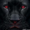 waliullah.sahibzada974