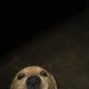 hikarilight19