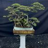guardmanbonsai
