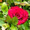 ayesha.akter5357