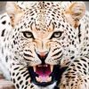 usman.usman.us1