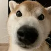 chichisasaa