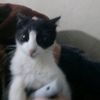 gatito74667