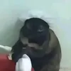 tomvsbaymeo