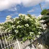 rositaongonion