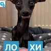 spoter_zpshevchenko