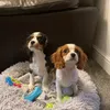 ziggymarleybeau123