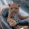 dcamoving