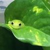 grassc0w
