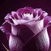 user4681347061156