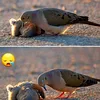 kura_hawlere468