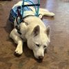 everest_the_service_dog