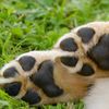 paws515