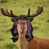 silverthefuturehedgog