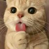 Meow Teachings