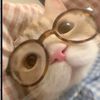 just_a_catvr