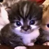 zkn.ilmw
