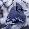 its_your_average_therian