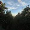 viccreeper