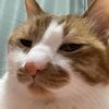 _chat1_1