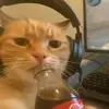 cop.pee6