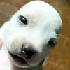 kto.dziwny