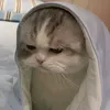 ibeax