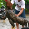 wiyarso25