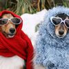 🐾🎭 Funniest Pet Hub 😂🐕