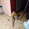 sotang75