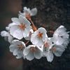 tashini_3_