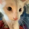 jeg.elsker.katter1
